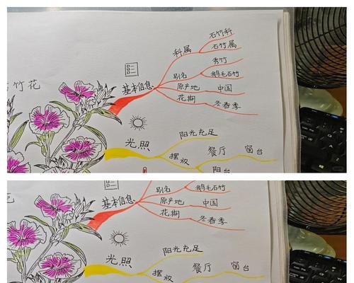 石竹花的开花季节和养护要点是什么？