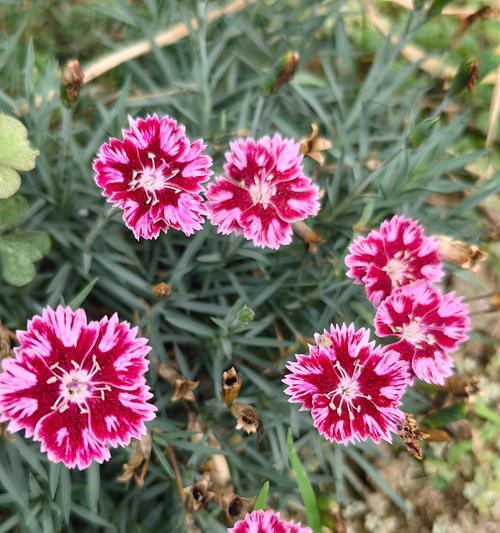 石竹花的开花季节和养护要点是什么？