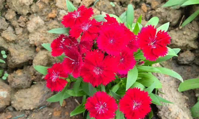 石竹花的开花季节和养护要点是什么？