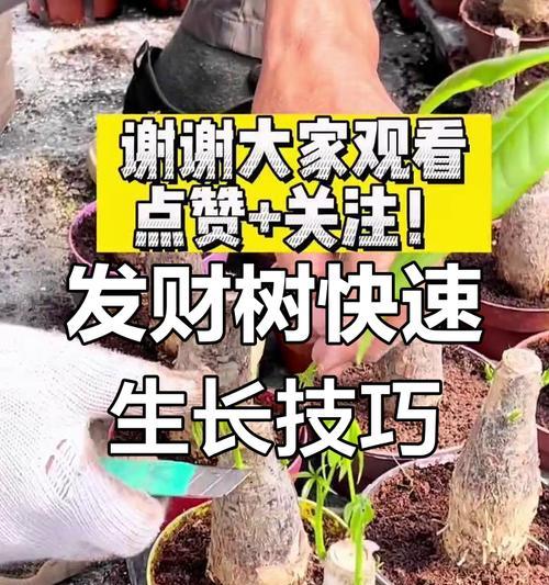 发财树的繁殖方法是什么？如何提高繁殖成功率？
