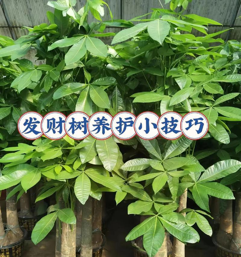 发财树的繁殖方法是什么？如何提高繁殖成功率？