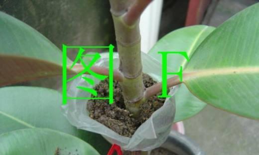 橡皮树的繁殖方法是什么？如何提高成功率？