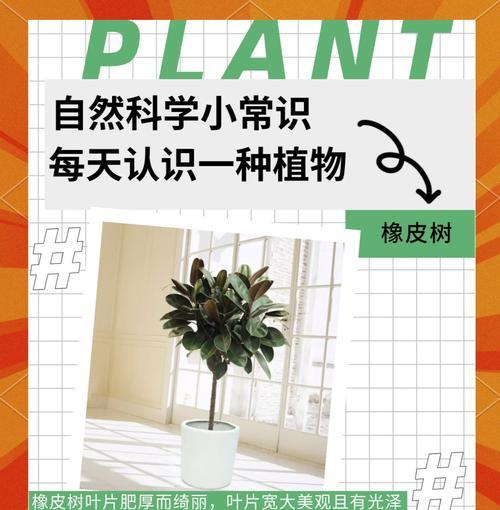 橡皮树的繁殖方法是什么？如何提高成功率？