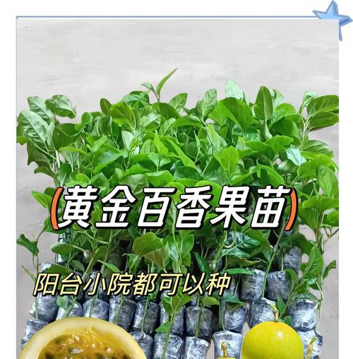 百香果插枝种植步骤是什么？如何提高成活率？