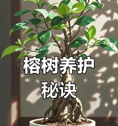 榕树养护需要注意什么？如何处理榕树的常见问题？