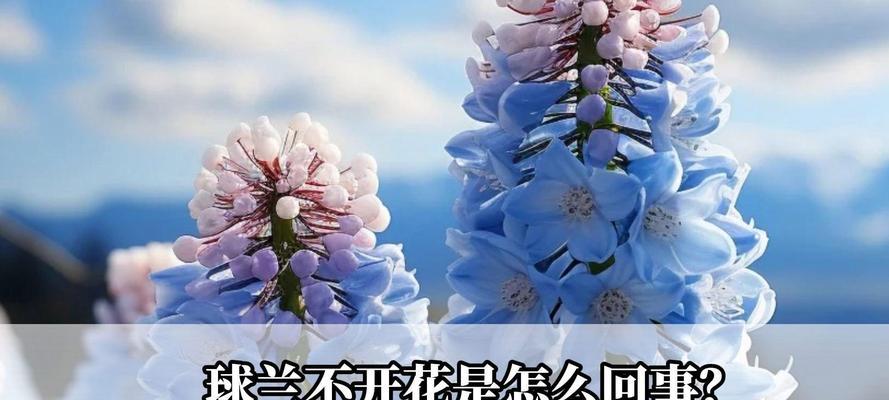 球兰为何不开花？怎样才能促进球兰开花？
