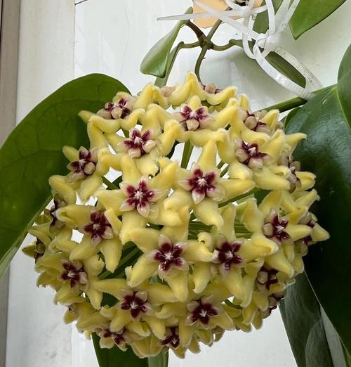 球兰为何不开花？怎样才能促进球兰开花？