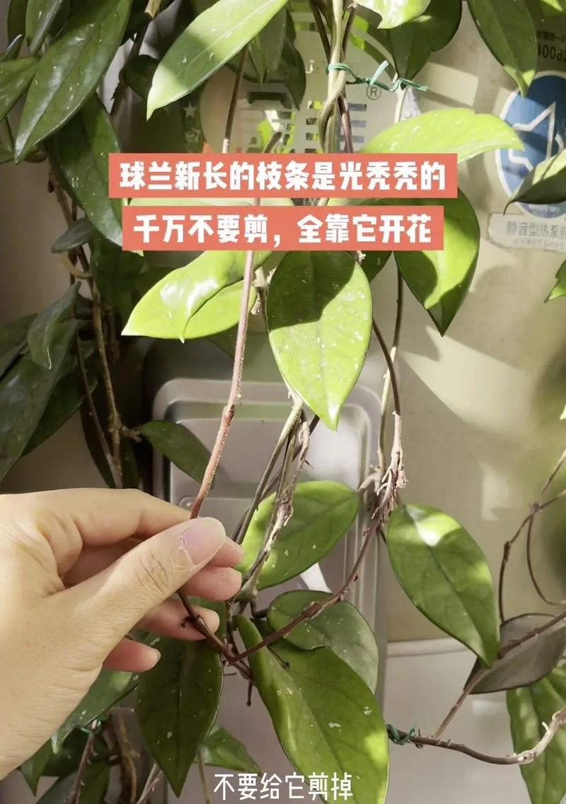球兰为何不开花？怎样才能促进球兰开花？