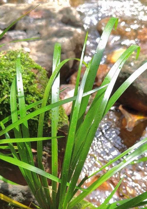 给花草浇水的最佳时间是什么时候？如何判断植物需水？