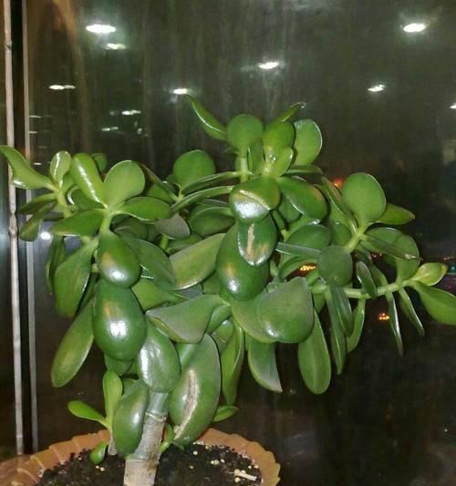 给花草浇水的最佳时间是什么时候？如何判断植物需水？