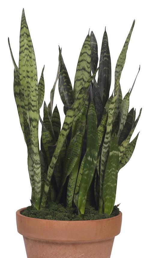 虎皮兰有哪些功效？如何正确养护虎皮兰？