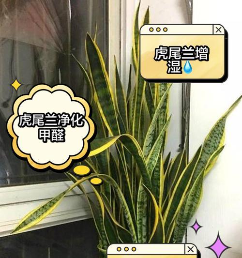 虎皮兰有哪些功效？如何正确养护虎皮兰？
