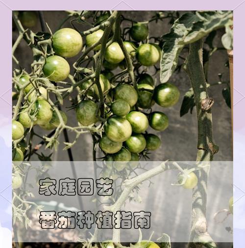 植物繁殖有哪些方法？哪种最适合家庭园艺？