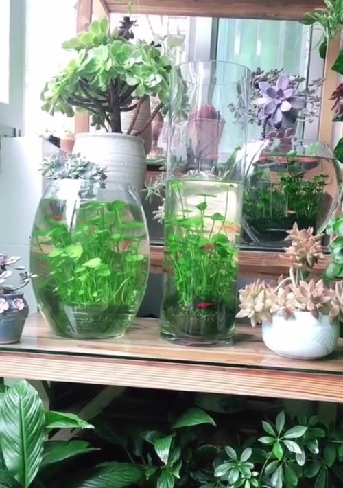 植物繁殖有哪些方法？哪种最适合家庭园艺？