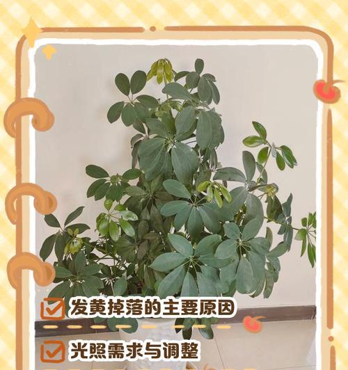 鹅掌的养殖方法是什么？如何保持鹅掌的健康？