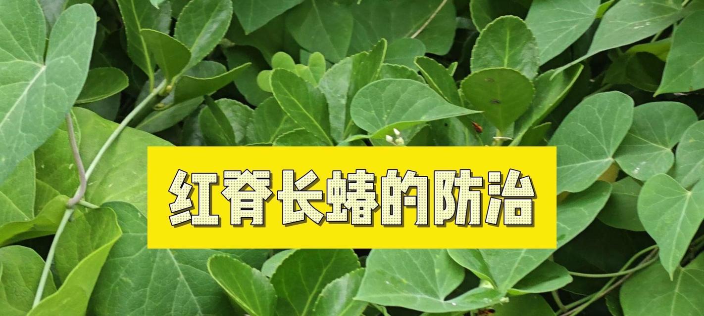 柳树上的虫子是什么种类？如何防治这些虫害？