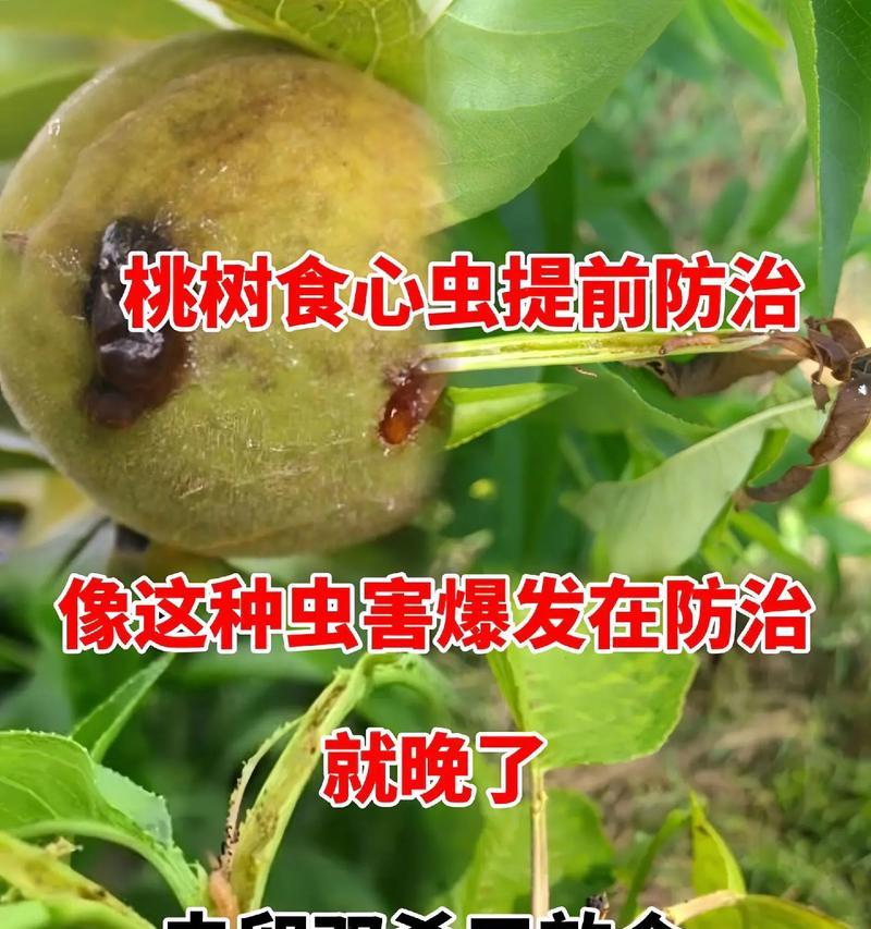柳树上的虫子是什么种类？如何防治这些虫害？