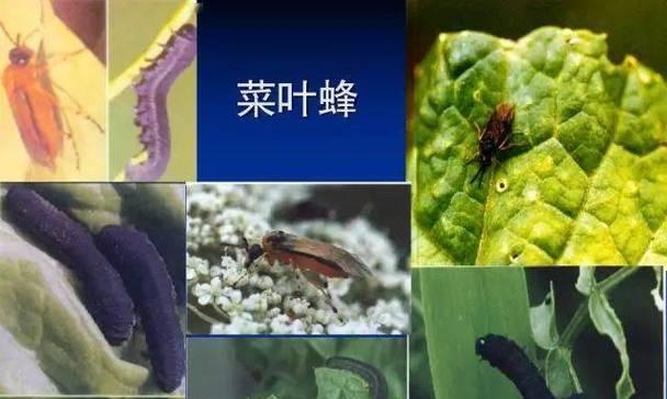 柳树上的虫子是什么种类？如何防治这些虫害？