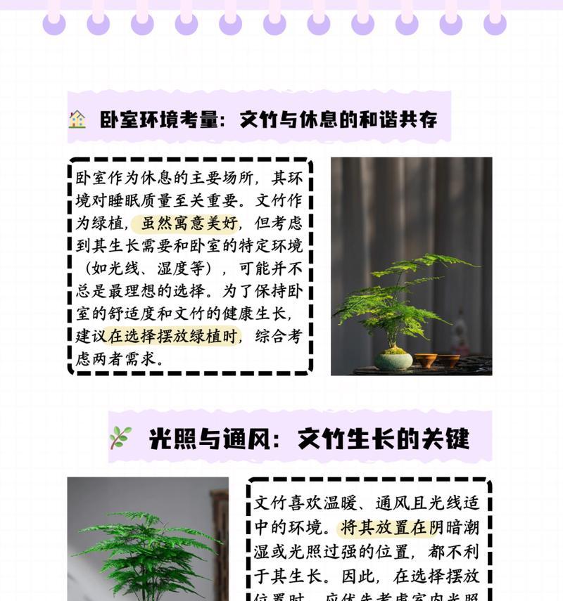 如何养好文竹？文竹的日常护理有哪些要点？