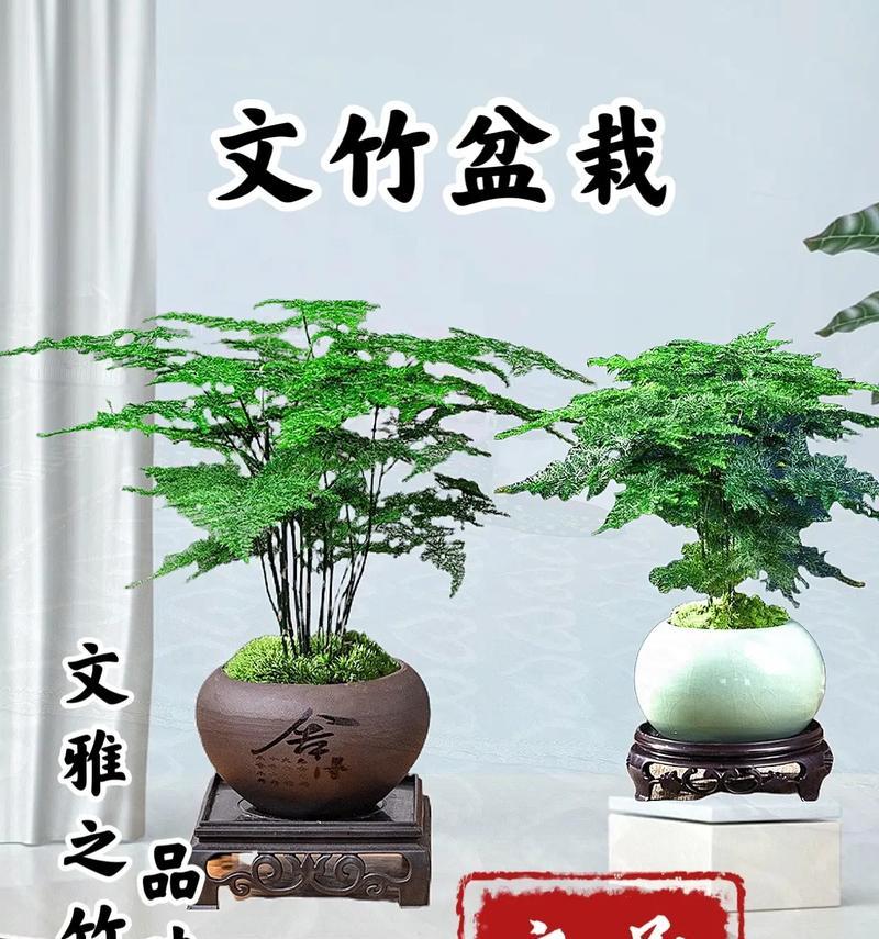 如何养好文竹？文竹的日常护理有哪些要点？