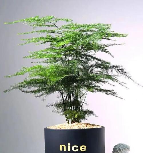 如何养好文竹？文竹的日常护理有哪些要点？