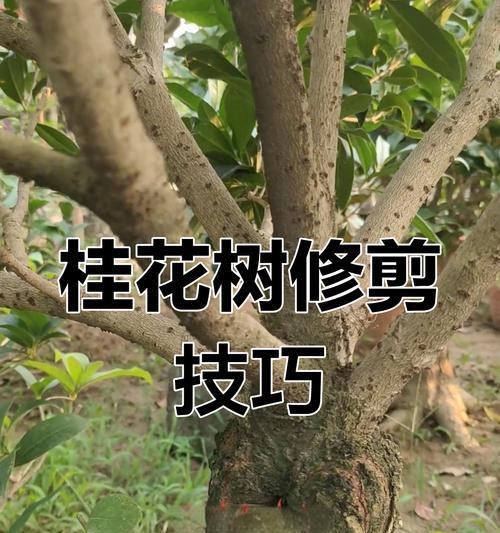 嫁接桂花的养殖方法有哪些？养殖嫁接桂花需要注意什么？