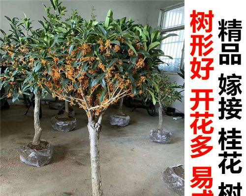 嫁接桂花的养殖方法有哪些？养殖嫁接桂花需要注意什么？