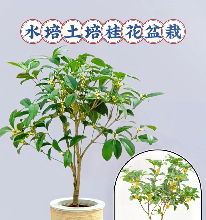 嫁接桂花的养殖方法有哪些？养殖嫁接桂花需要注意什么？