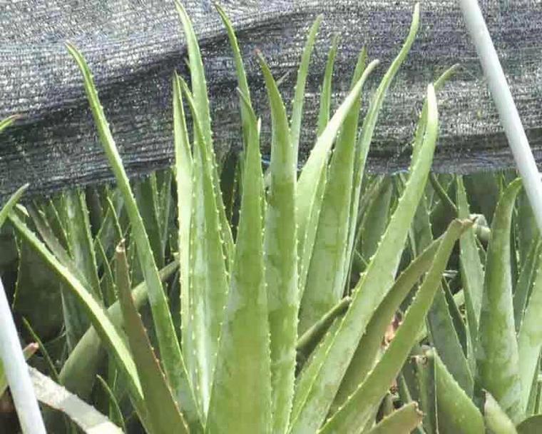 开花芦荟有哪些品种？不同品种的开花芦荟有何区别？
