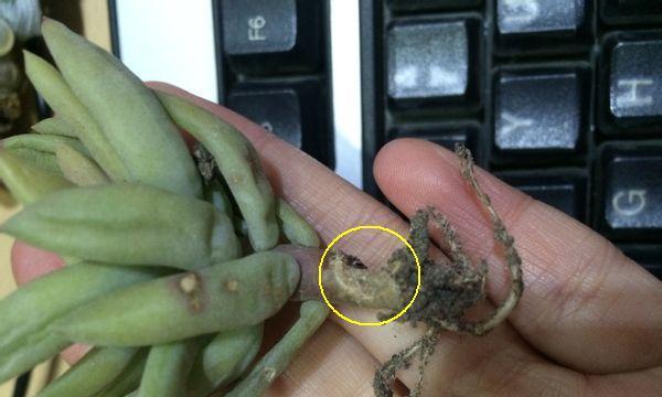 多肉植物根部烂了怎么处理？如何预防？