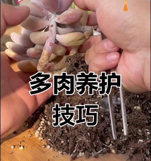 多肉植物根部烂了怎么处理？如何预防？