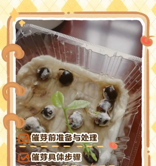 如何种桂圆盆栽？需要哪些步骤？