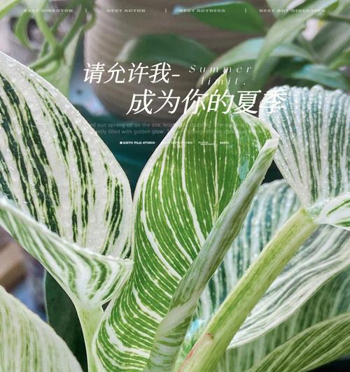 金钻叶子向上生长的方法是什么？如何促进其直立？
