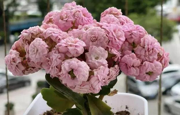哪些花最难养？难养的花有哪些共同的养护难题？