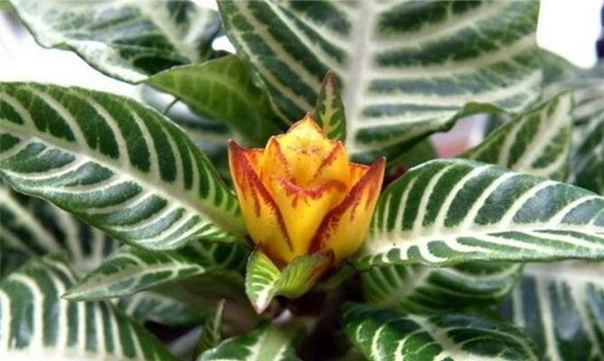 斑马花的养殖方法是什么？斑马花养护需要注意什么？