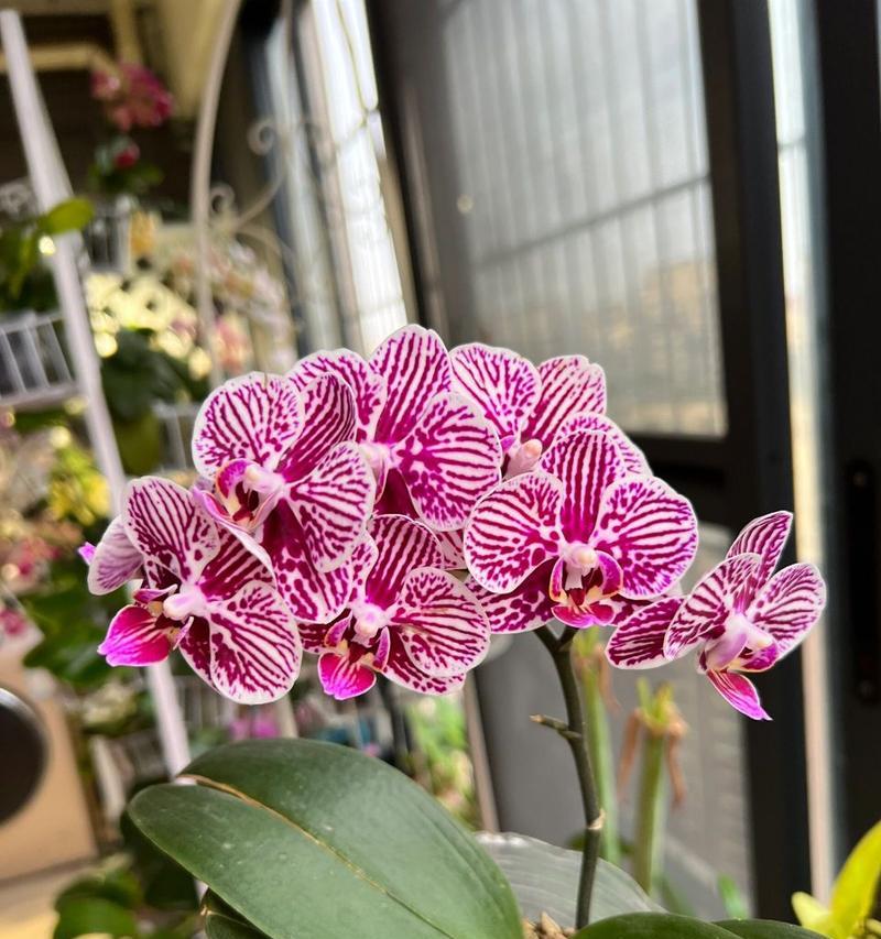 斑马花的养殖方法是什么？斑马花养护需要注意什么？