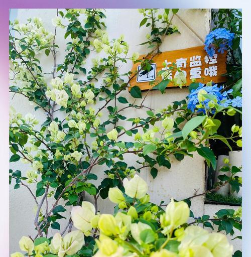 三角梅如何快速增粗？有哪些有效的方法？