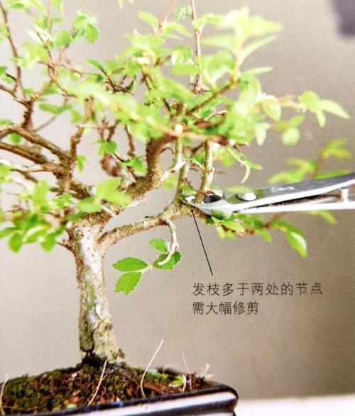 鸳鸯茉莉修剪的最佳时机是什么时候？如何修剪才能促进分枝？