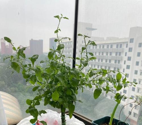 鸳鸯茉莉修剪的最佳时机是什么时候？如何修剪才能促进分枝？