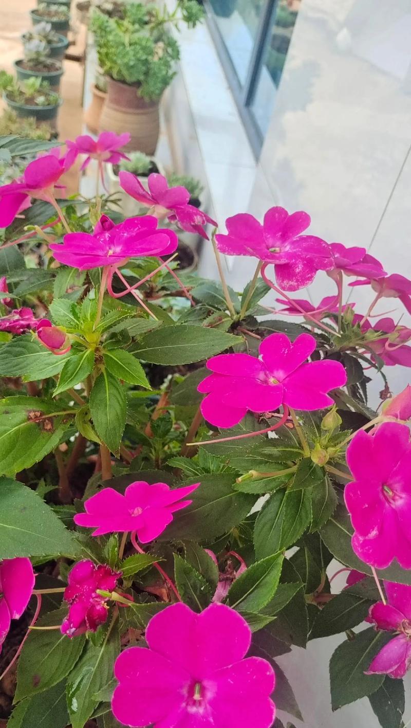 什么花可以过冬？如何选择适合冬季的植物？