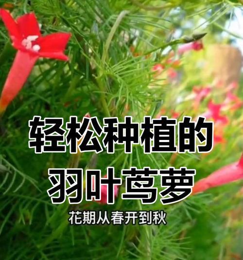 茑萝种子的种植方法是什么？如何正确种植茑萝种子？