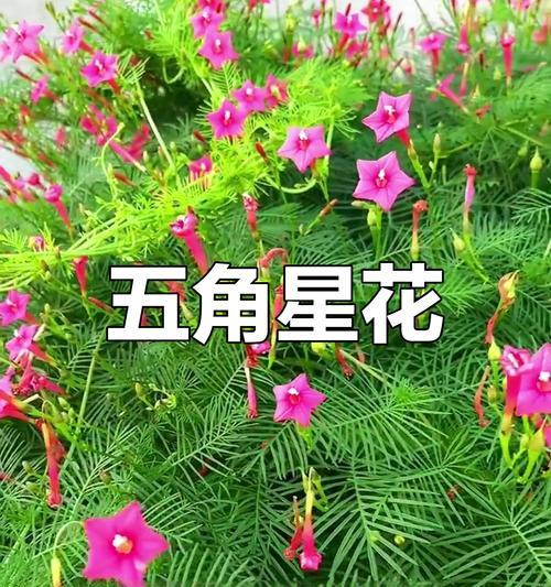 茑萝种子的种植方法是什么？如何正确种植茑萝种子？