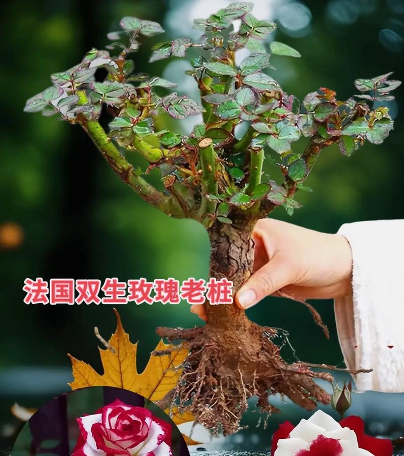 盆栽小玫瑰花的养护方法是什么？如何保持盆栽小玫瑰花的美丽？