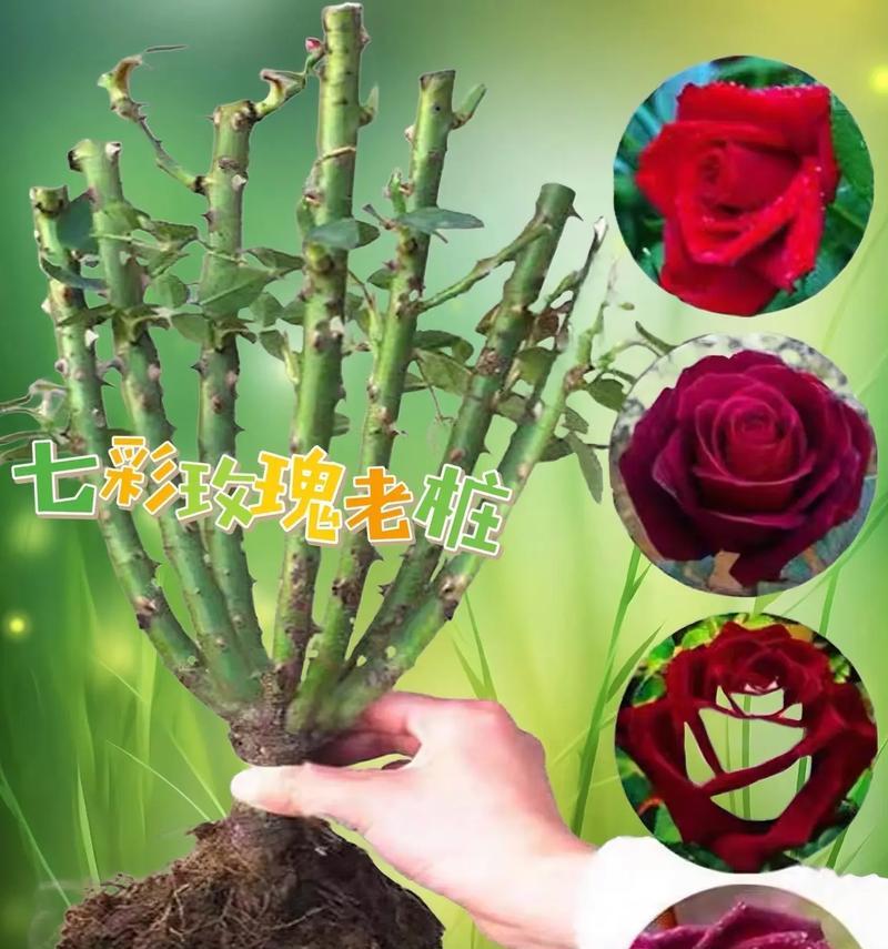 盆栽小玫瑰花的养护方法是什么？如何保持盆栽小玫瑰花的美丽？