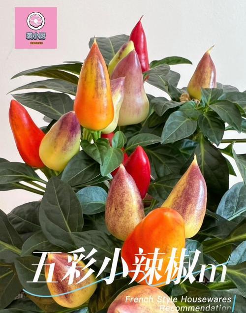 五彩椒盆栽的养护技巧有哪些？
