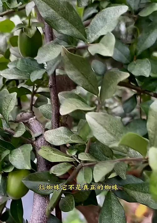 红蜘蛛侵害植物怎么办？有效防治方法有哪些？