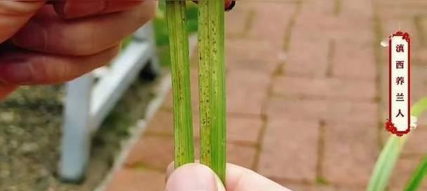 红蜘蛛侵害植物怎么办？有效防治方法有哪些？