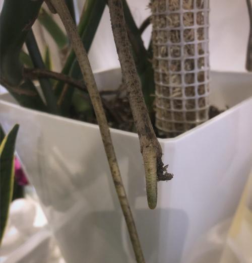 龟背竹叶子黄化怎么办？如何预防？