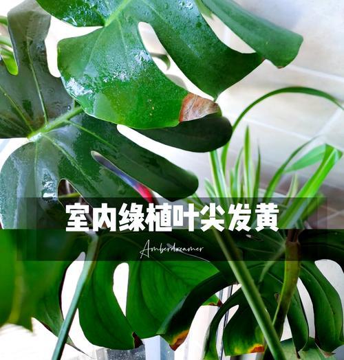 龟背竹叶子黄化怎么办？如何预防？