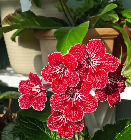 冬季室内适合养哪些花卉？